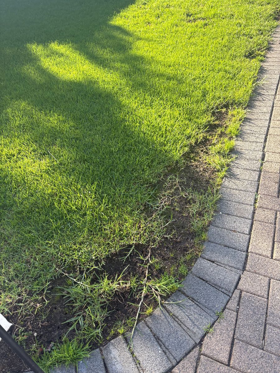 Winter struggle | lawn edge — image 1