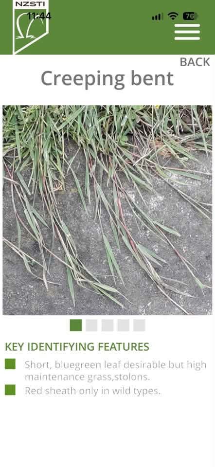 Creeping bent in Kikuyu — best way to target it? — image 1
