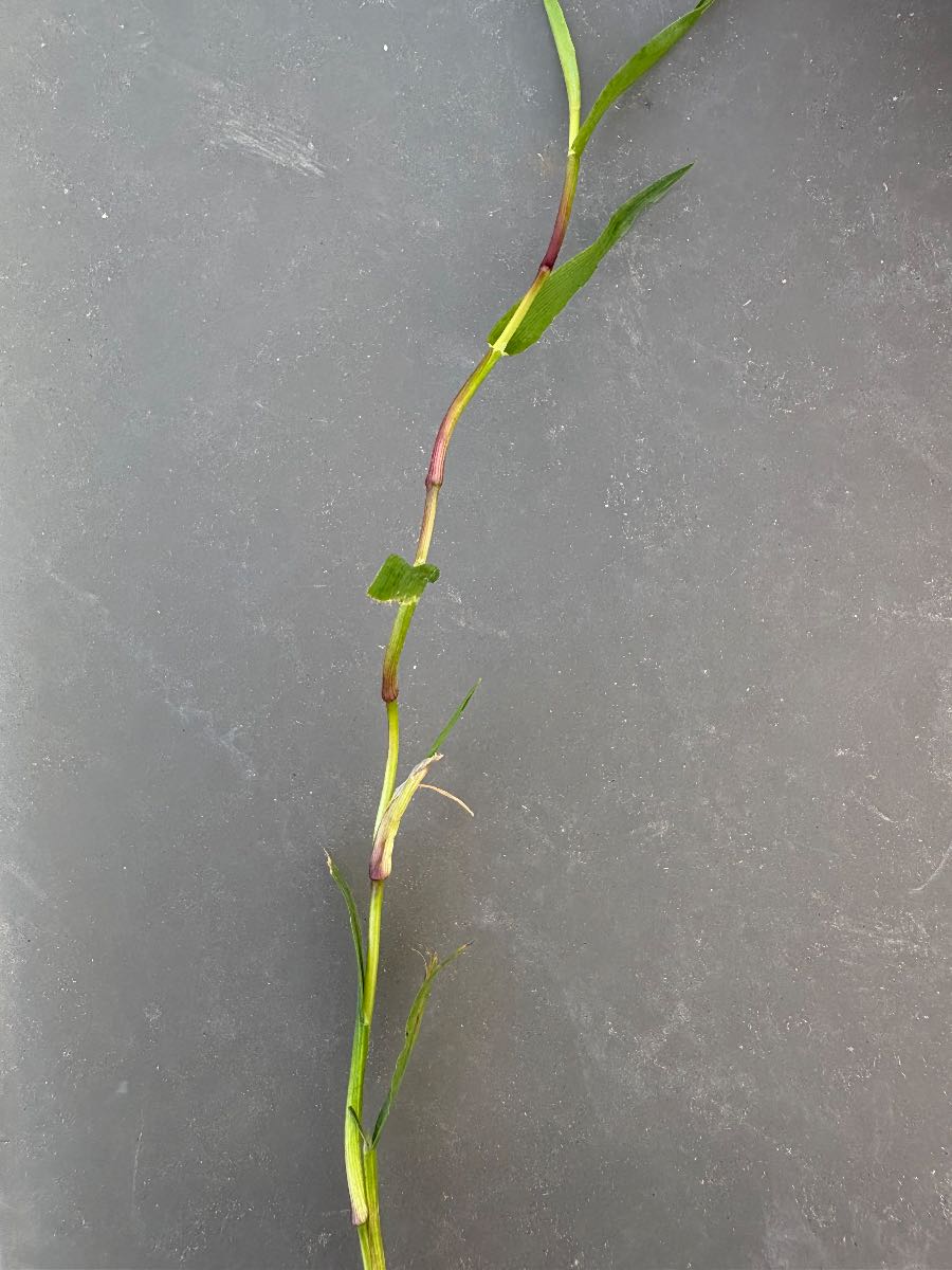 Creeping bent in Kikuyu — best way to target it? — image 2