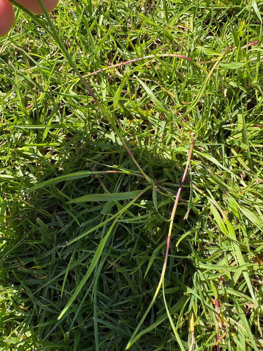 Creeping bent in Kikuyu — best way to target it? — image 3