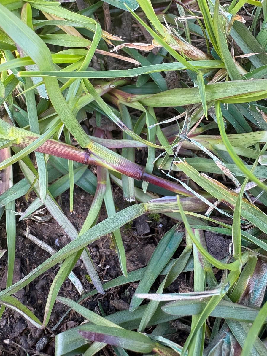 Weed ID follow-up — Carpetgrass in Kikuyu? — image 2