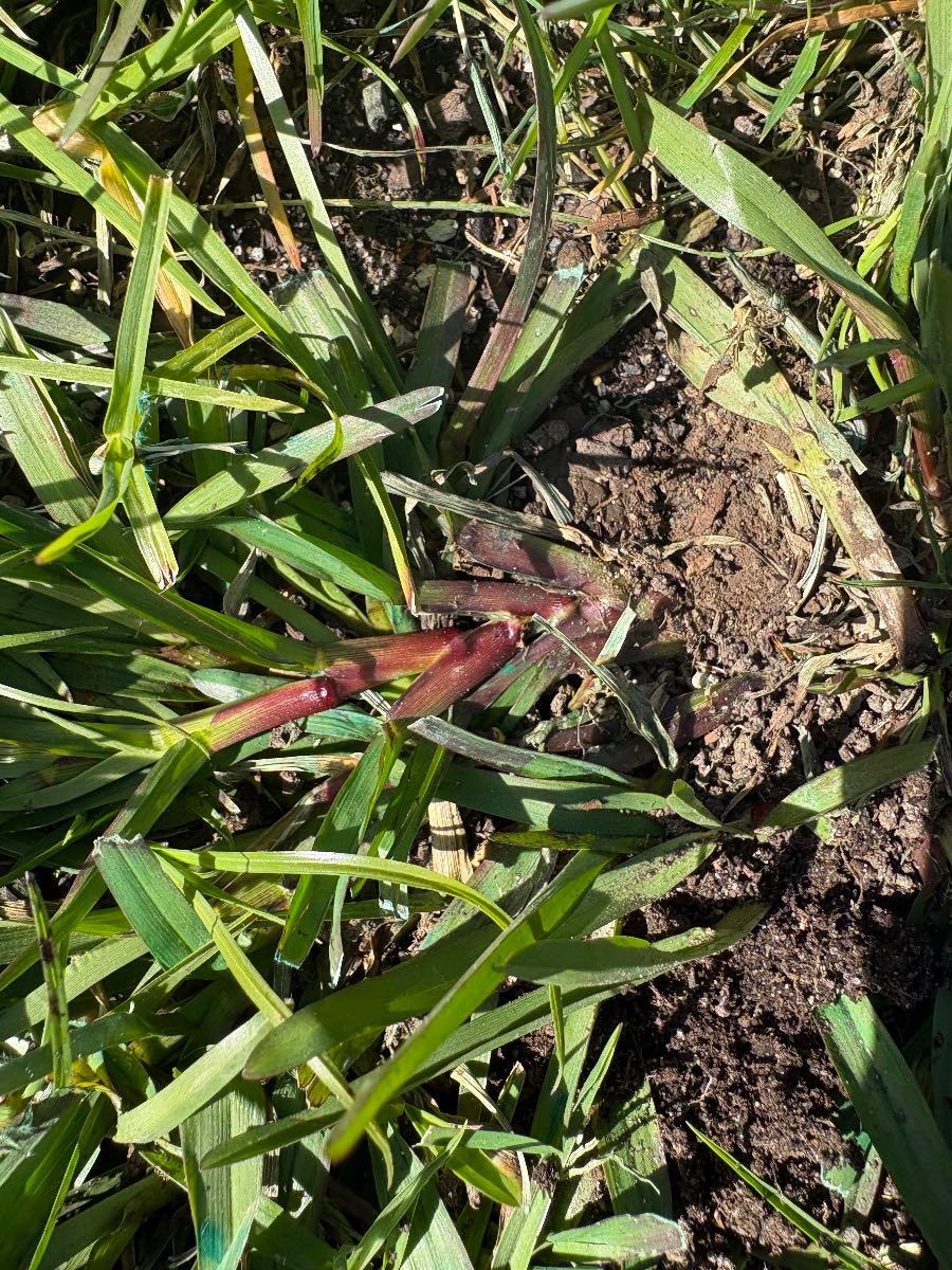 Weed ID follow-up — Carpetgrass in Kikuyu? — image 3