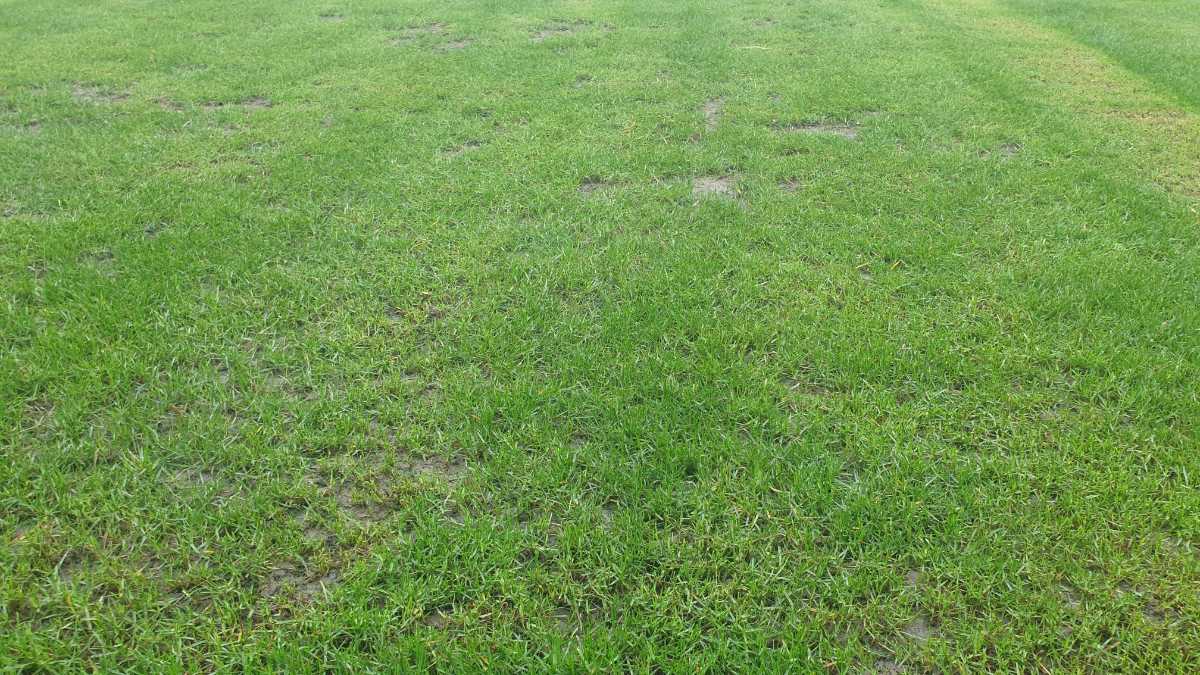 Seeding, before or after leveling/topdressing. — image 1