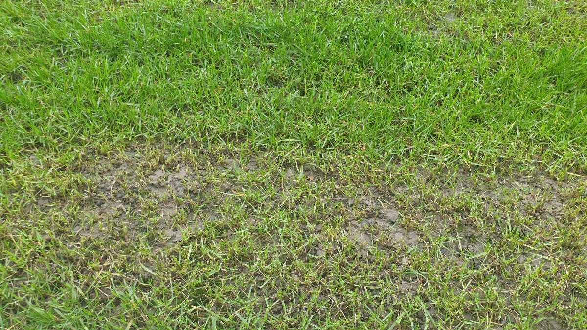 Seeding, before or after leveling/topdressing. — image 2