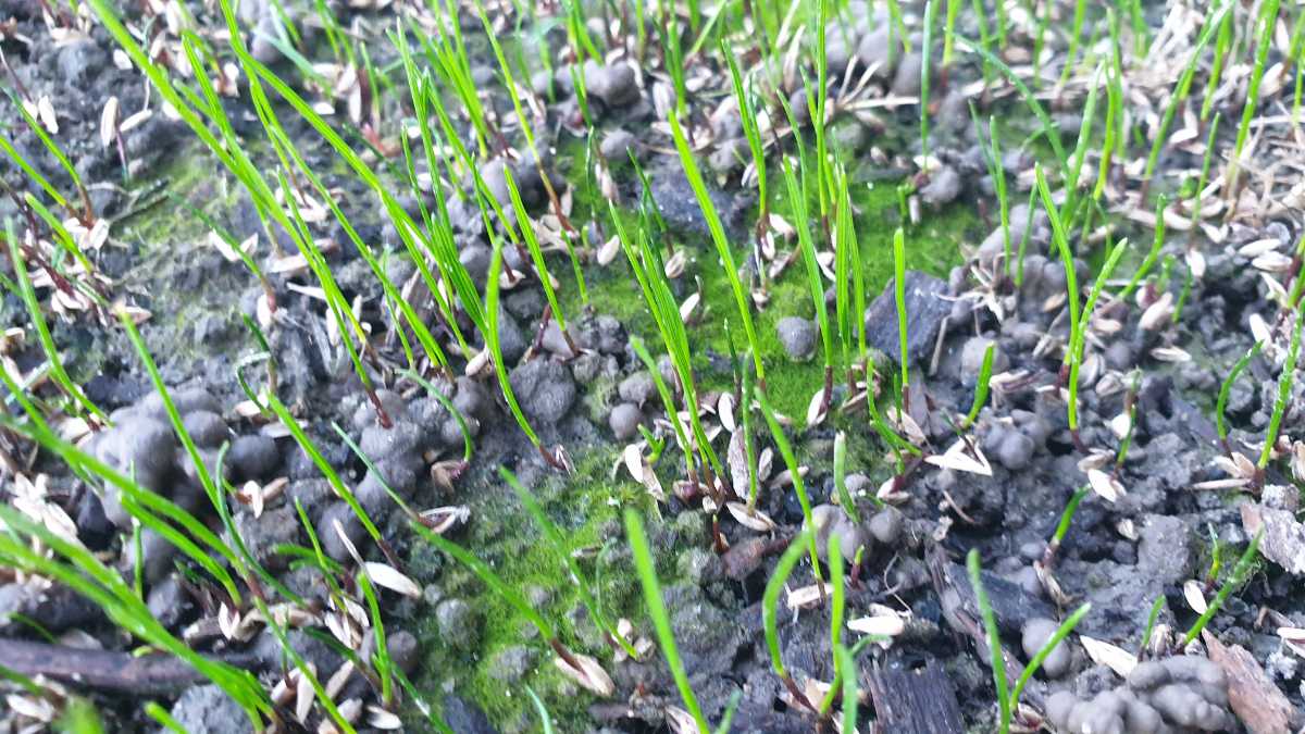How often should you water newly sown MDR seed in cooler weather? Is an application of Liquid Starter a good idea? — image 2