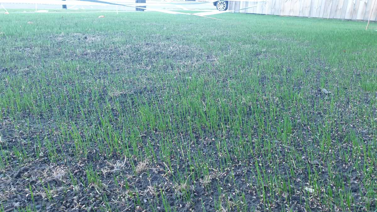 How often should you water newly sown MDR seed in cooler weather? Is an application of Liquid Starter a good idea? — image 3