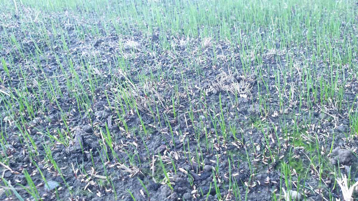 How often should you water newly sown MDR seed in cooler weather? Is an application of Liquid Starter a good idea? — image 1