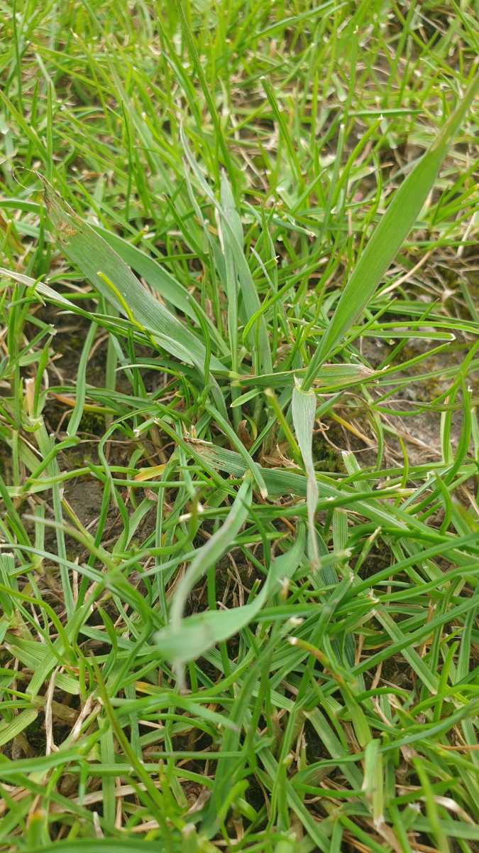 What order should I apply Meso, PGR and tea saponin before renovating my MDR lawn? — image 1