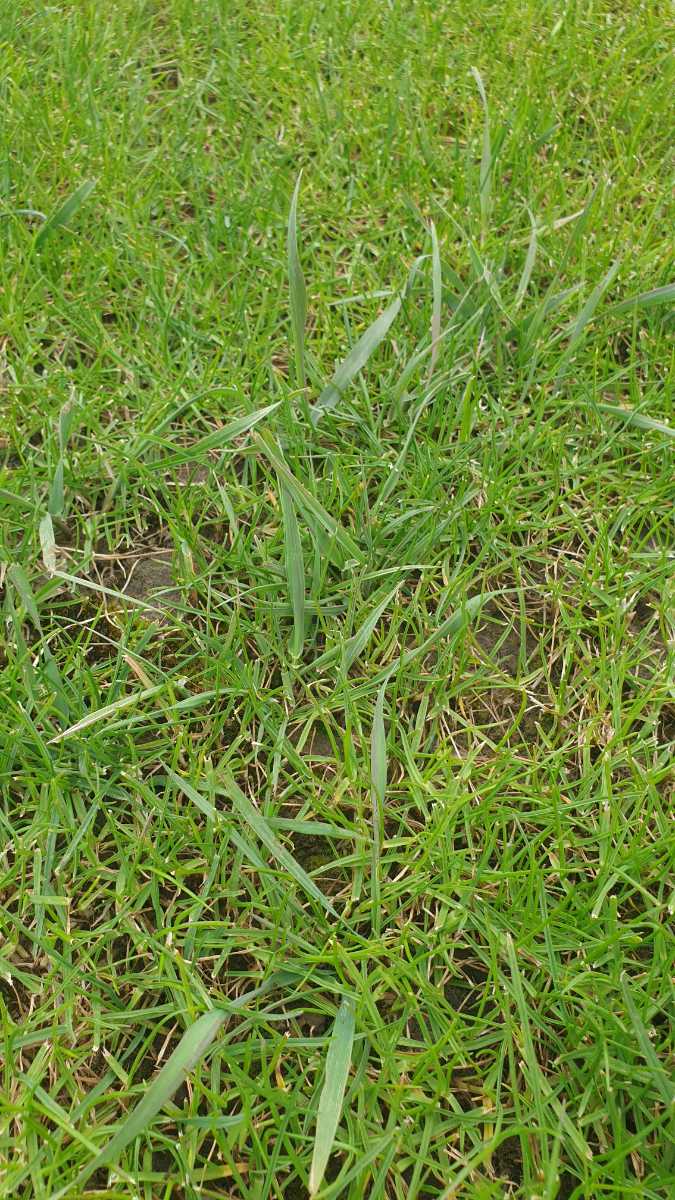 What order should I apply Meso, PGR and tea saponin before renovating my MDR lawn? — image 3