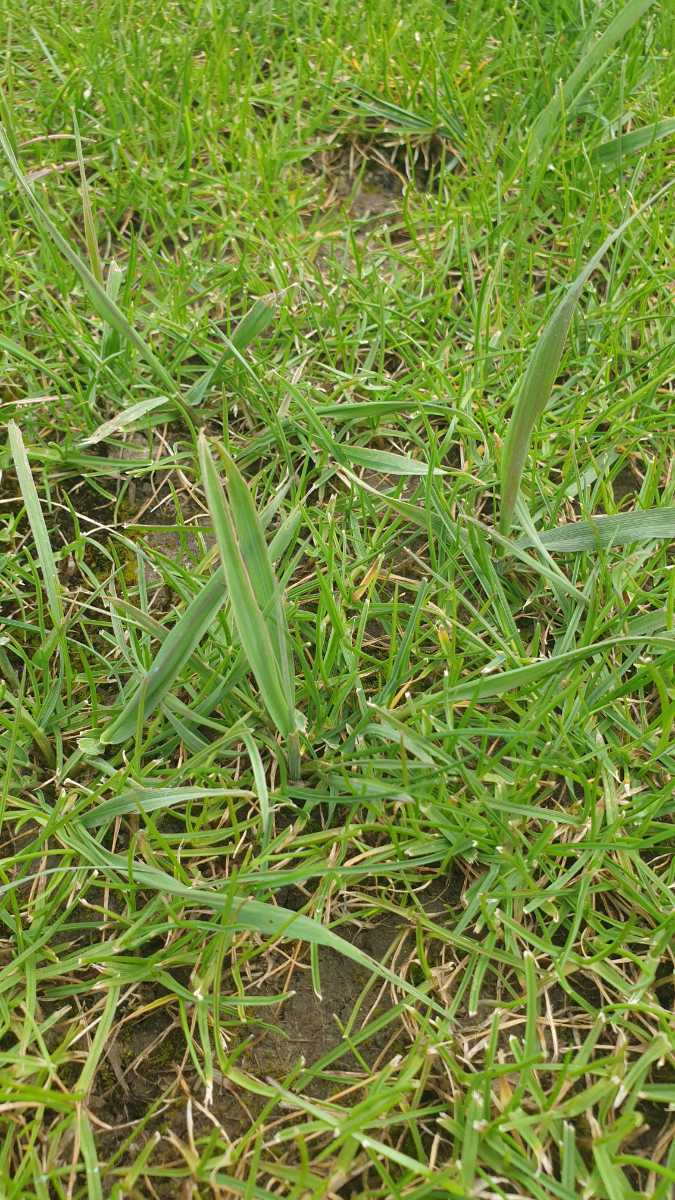 What order should I apply Meso, PGR and tea saponin before renovating my MDR lawn? — image 2