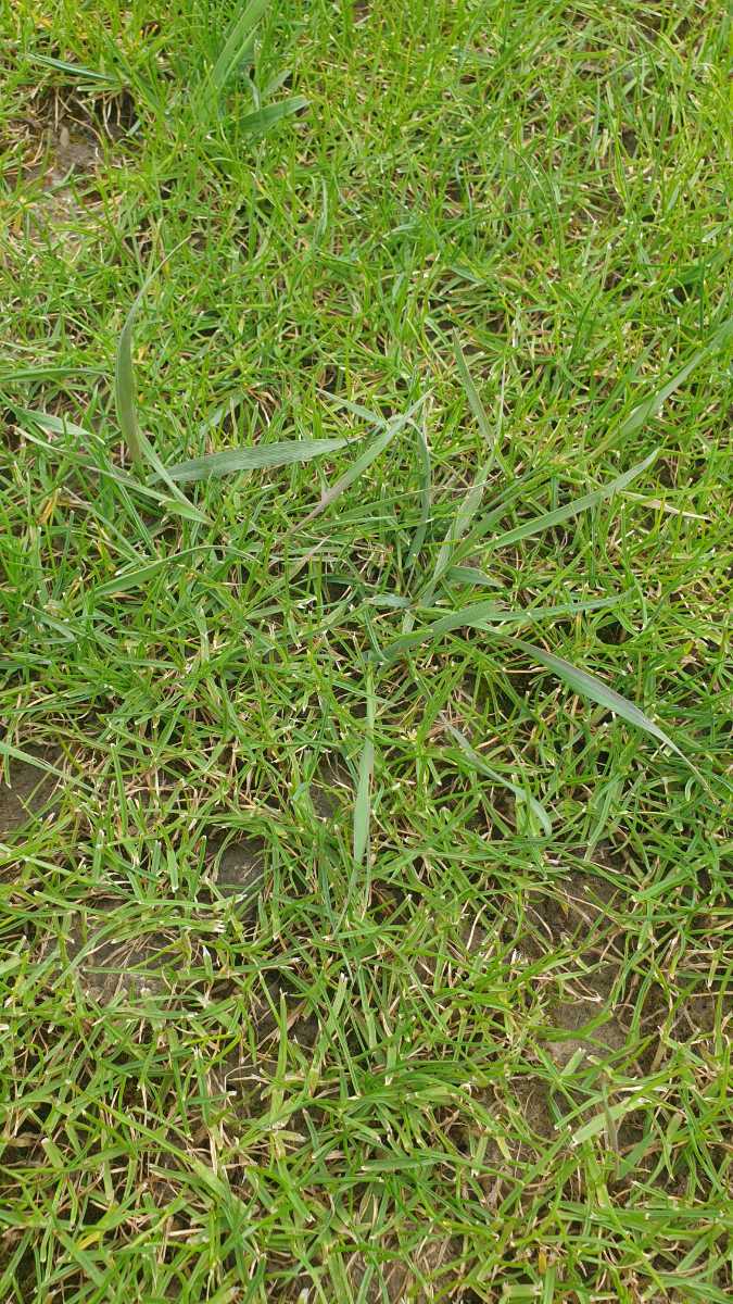 What order should I apply Meso, PGR and tea saponin before renovating my MDR lawn? — image 4
