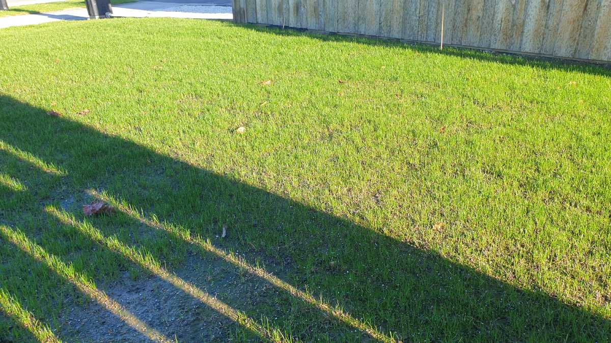 When is Liquid Starter safe on a new lawn? — image 1