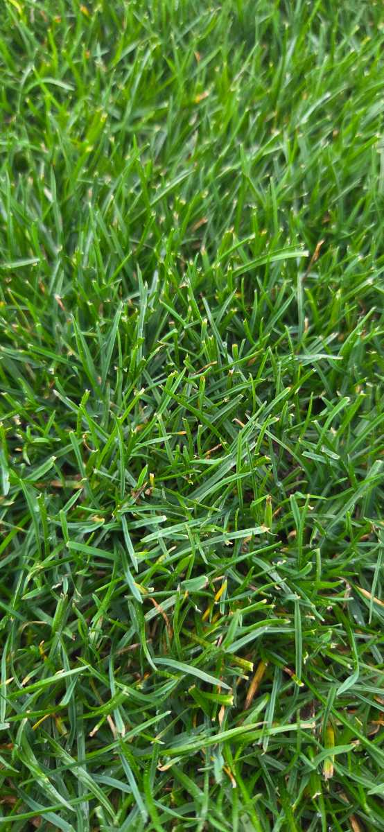 Grass ID — image 3