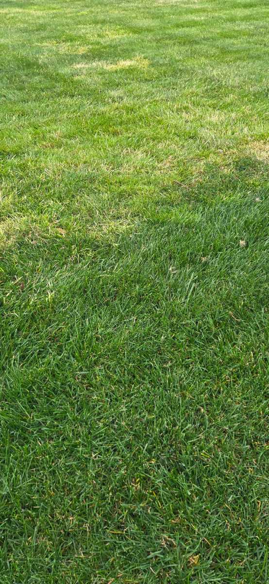 Grass ID — image 2