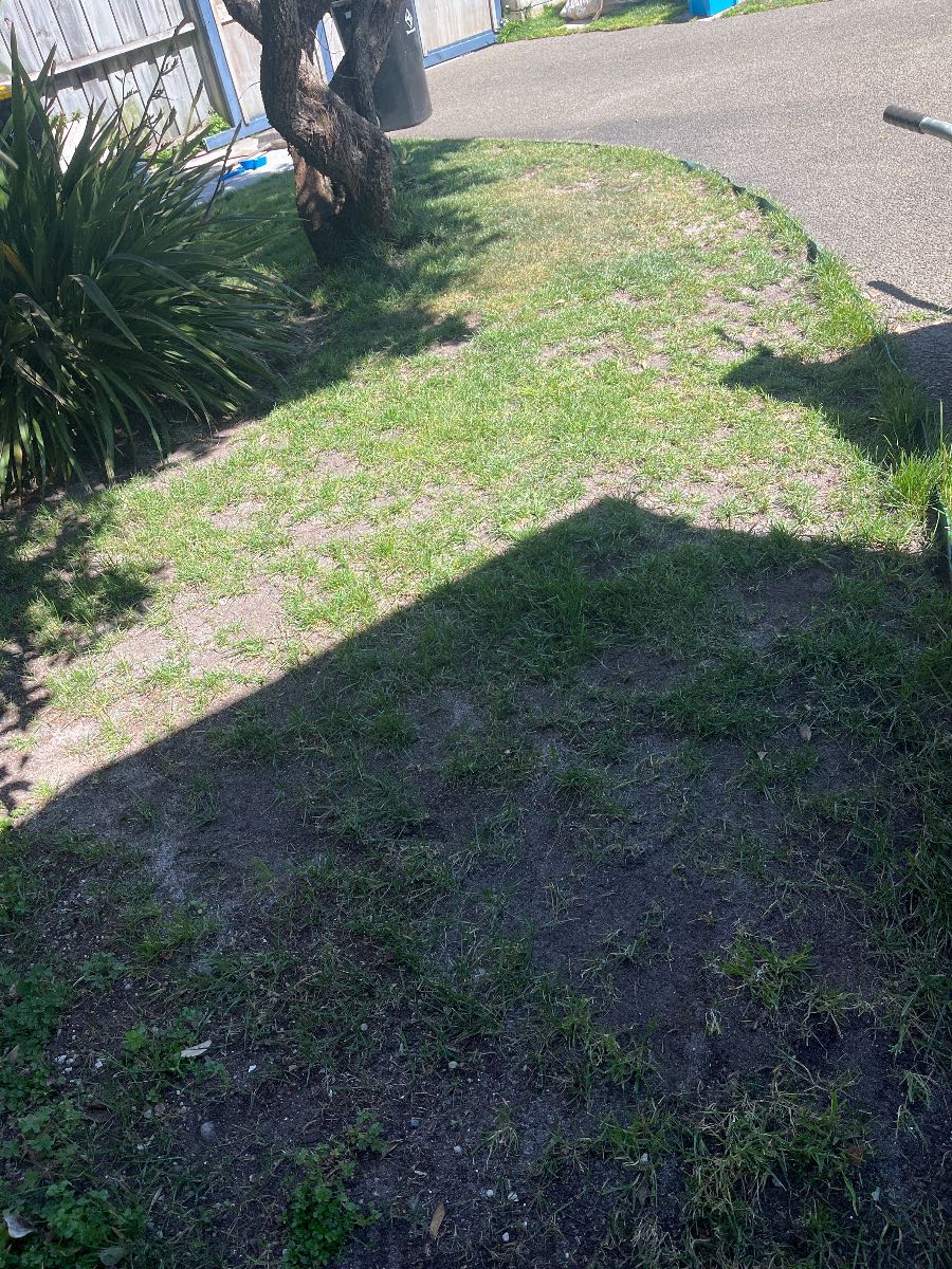 How to fix patchy Tall Fescue lawn — image 1