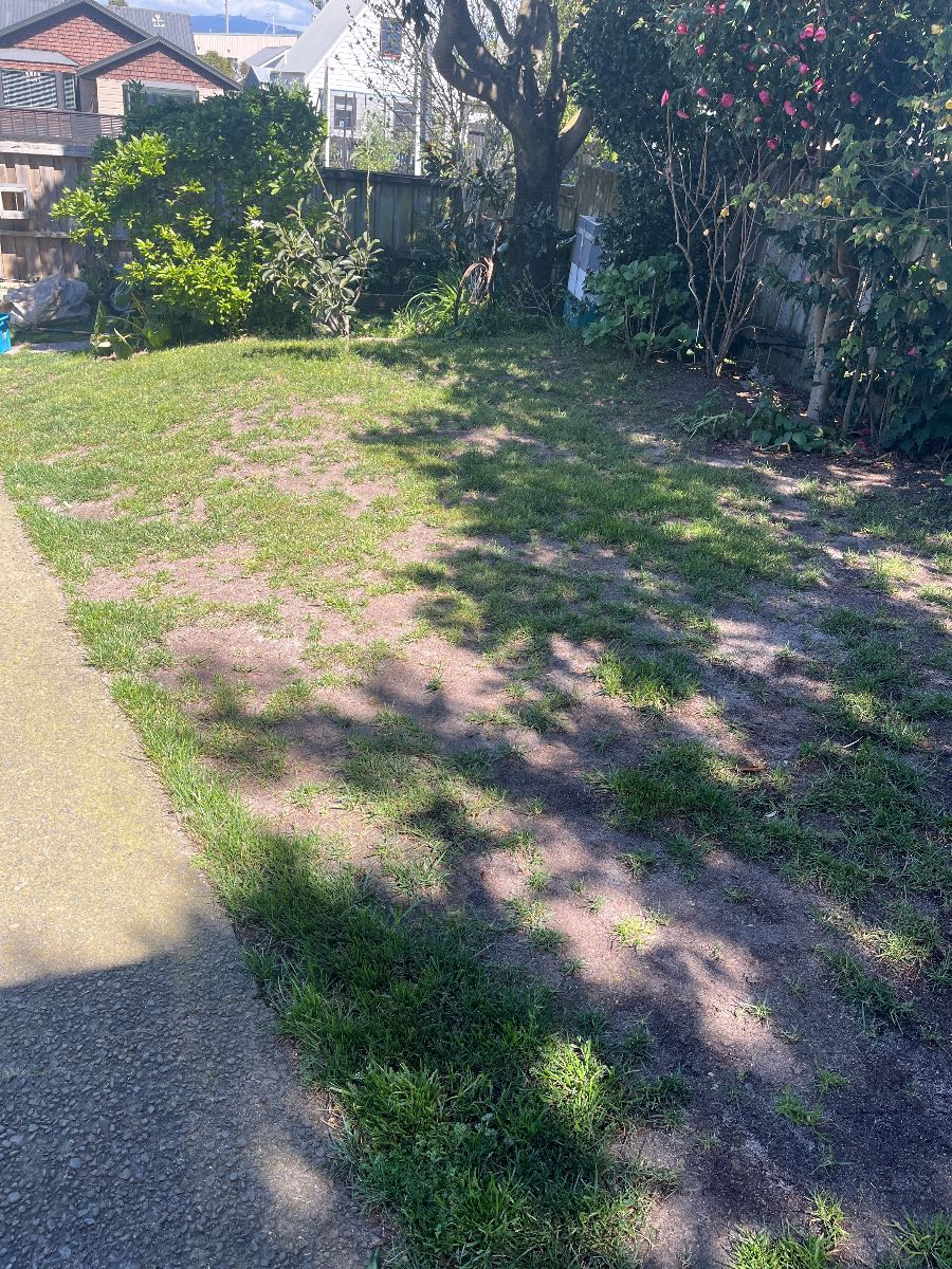 How to fix patchy Tall Fescue lawn — image 2