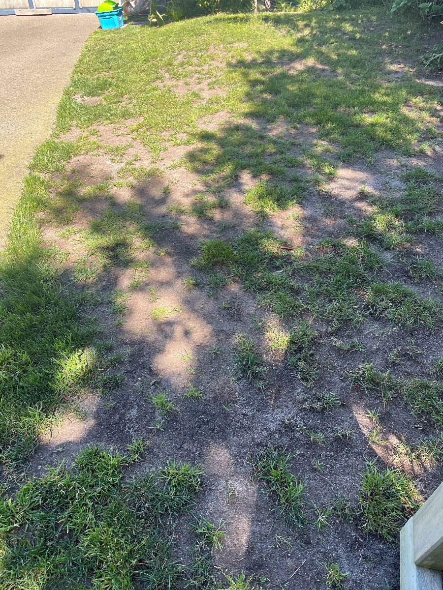 How to fix patchy Tall Fescue lawn — image 3