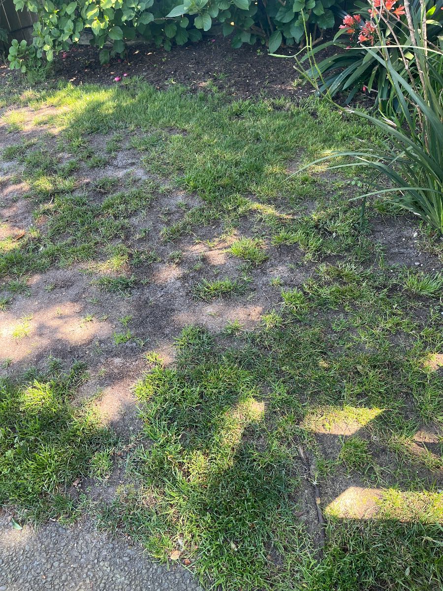 How to fix patchy Tall Fescue lawn — image 5