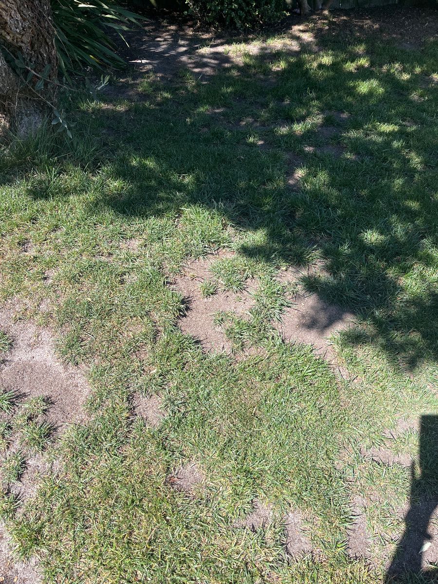 How to fix patchy Tall Fescue lawn — image 6