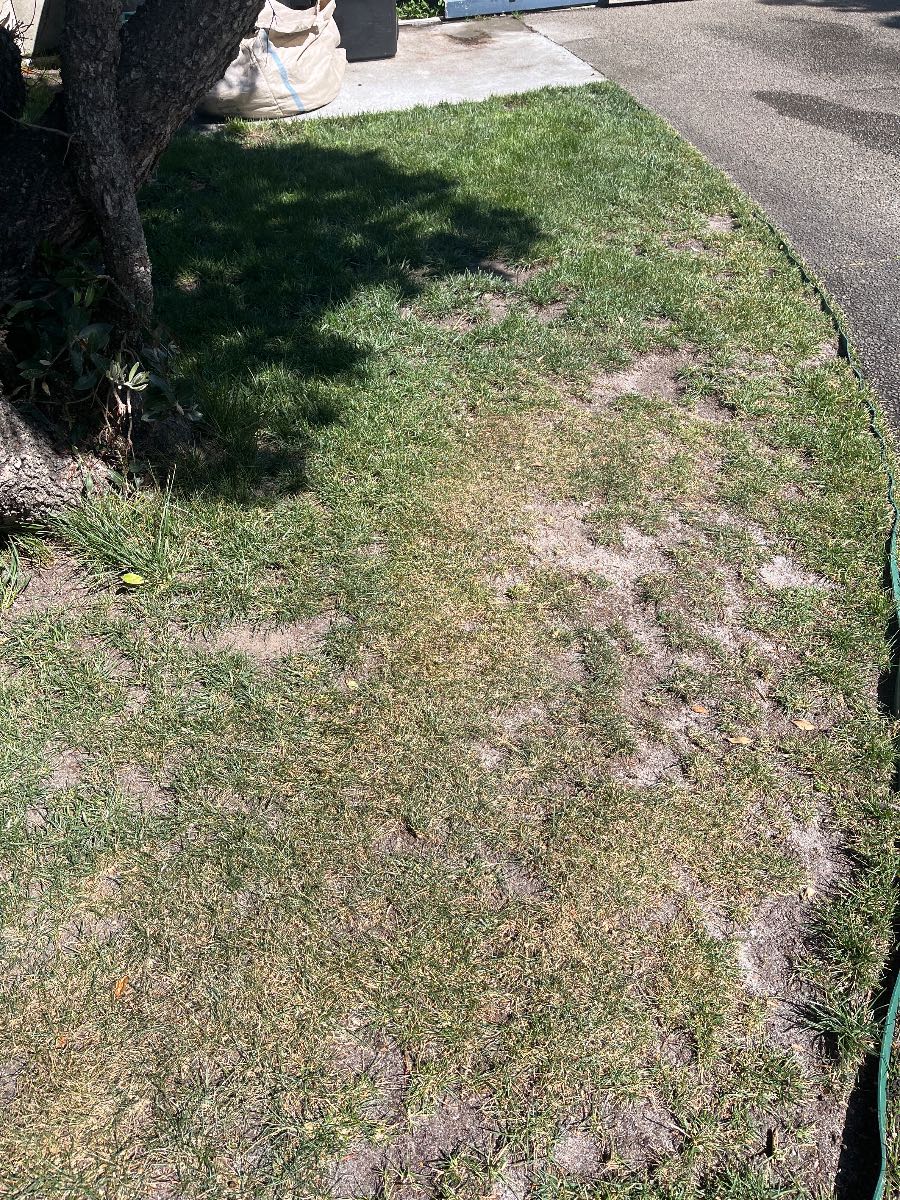 How to fix patchy Tall Fescue lawn — image 4