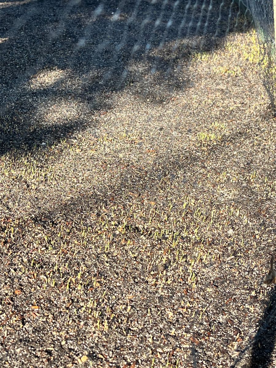 Elfin Tall Fescue – Germination in just 4 days — image 1