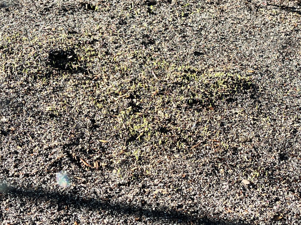 Elfin Tall Fescue – Germination in just 4 days — image 2