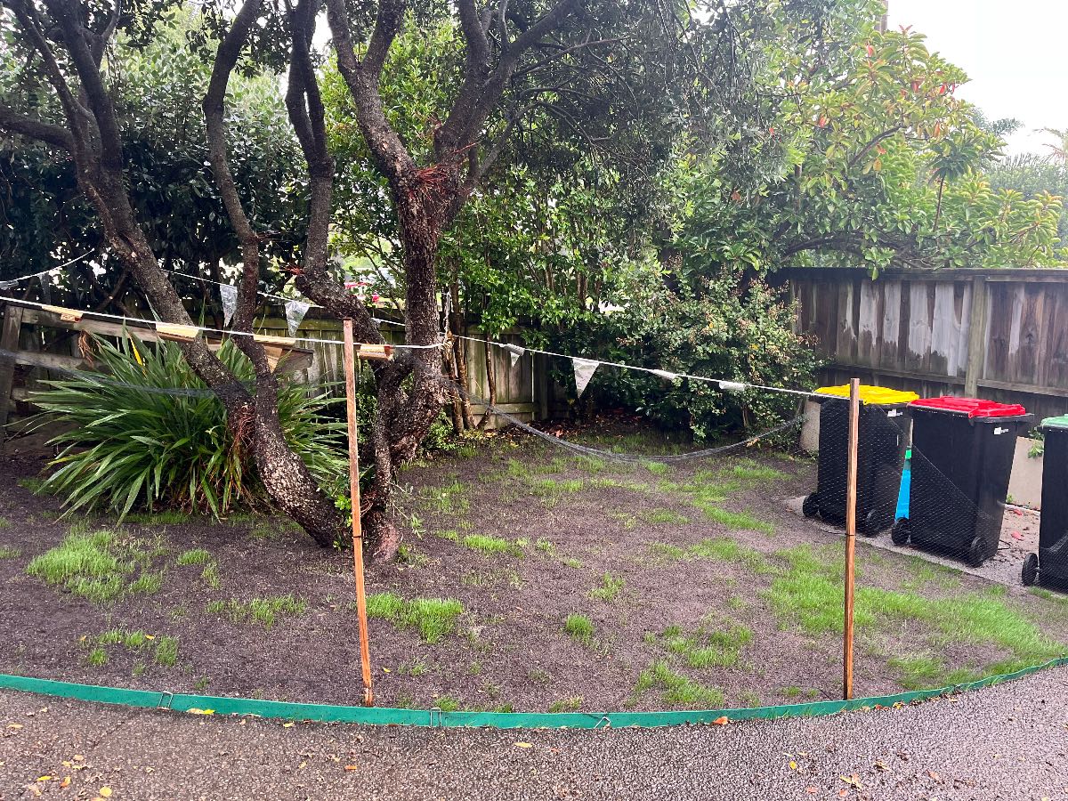 ETF germination patchy lawn, should I over-seed or wait? — image 1