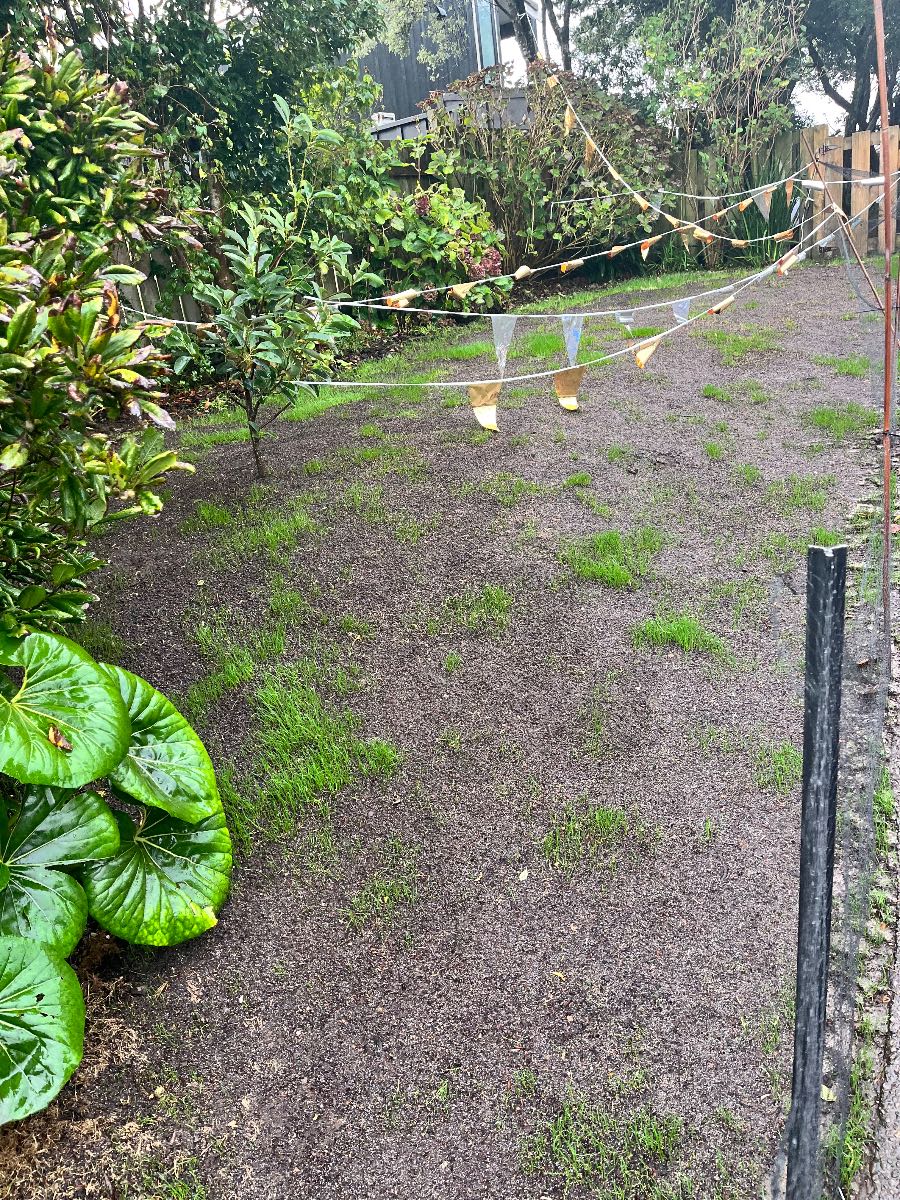 ETF germination patchy lawn, should I over-seed or wait? — image 2