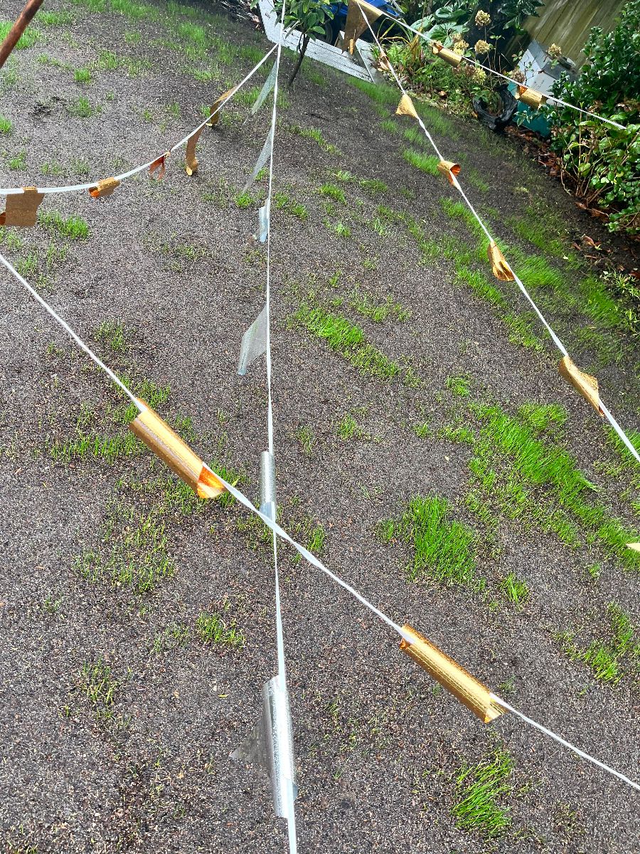 ETF germination patchy lawn, should I over-seed or wait? — image 3