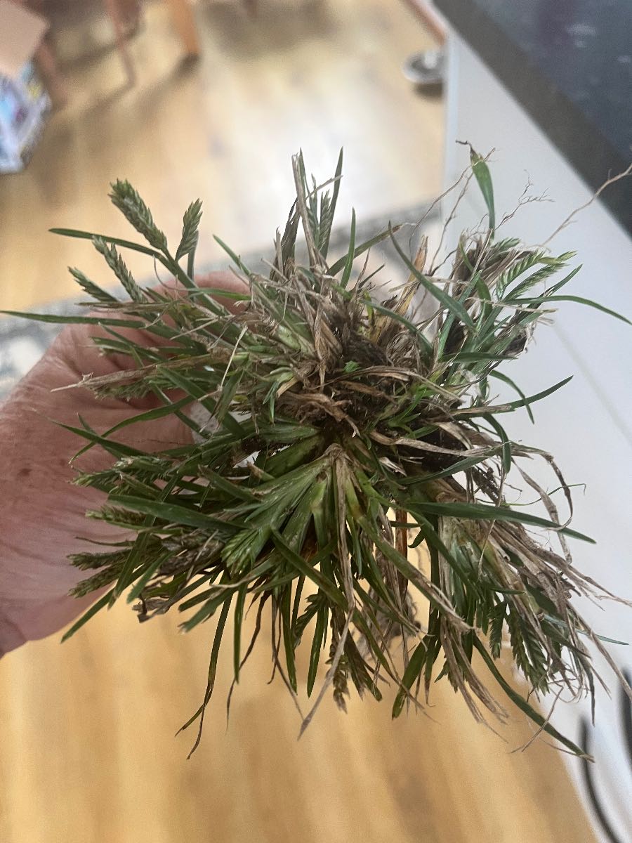 Grass weed ID, Is this crowsfoot in my lawn? — image 1