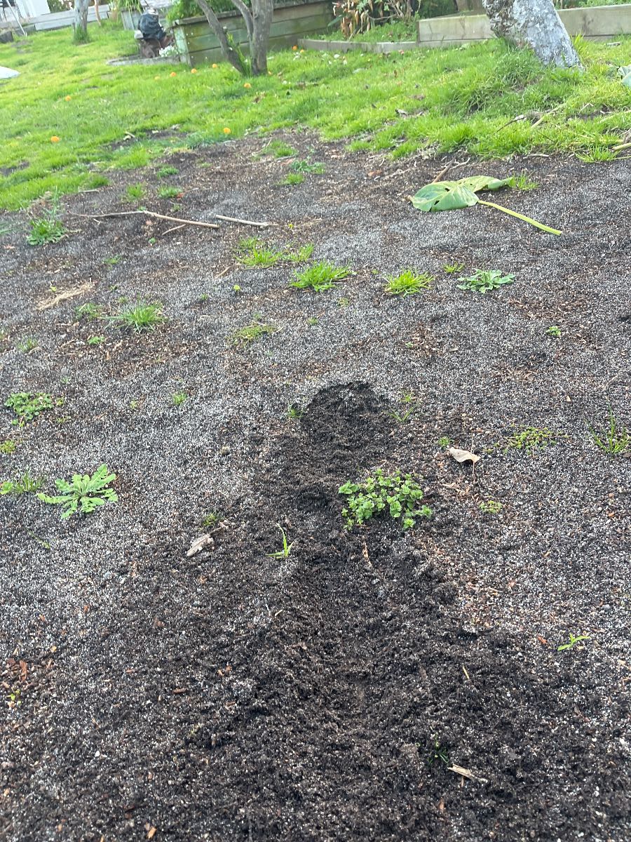 How to prepare and seed a new lawn in spring — image 6