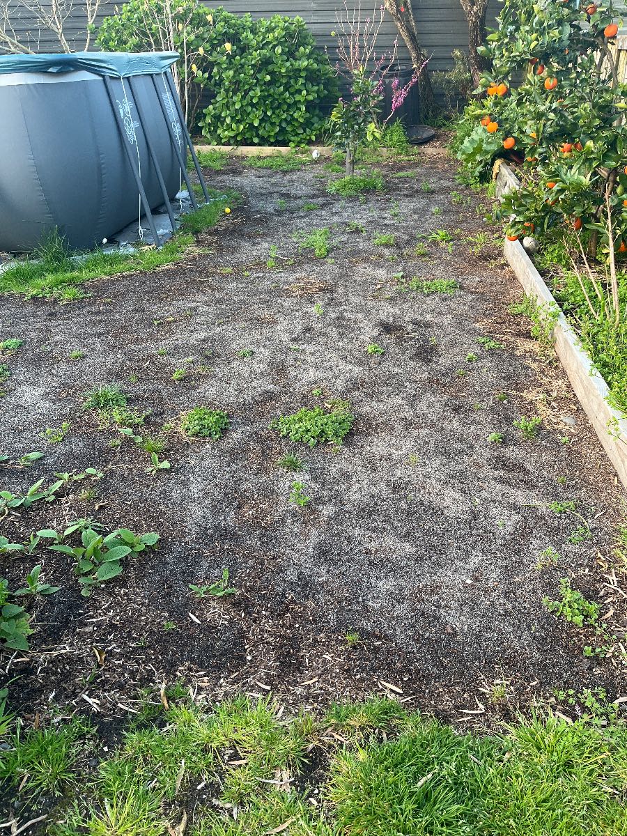 How to prepare and seed a new lawn in spring — image 3