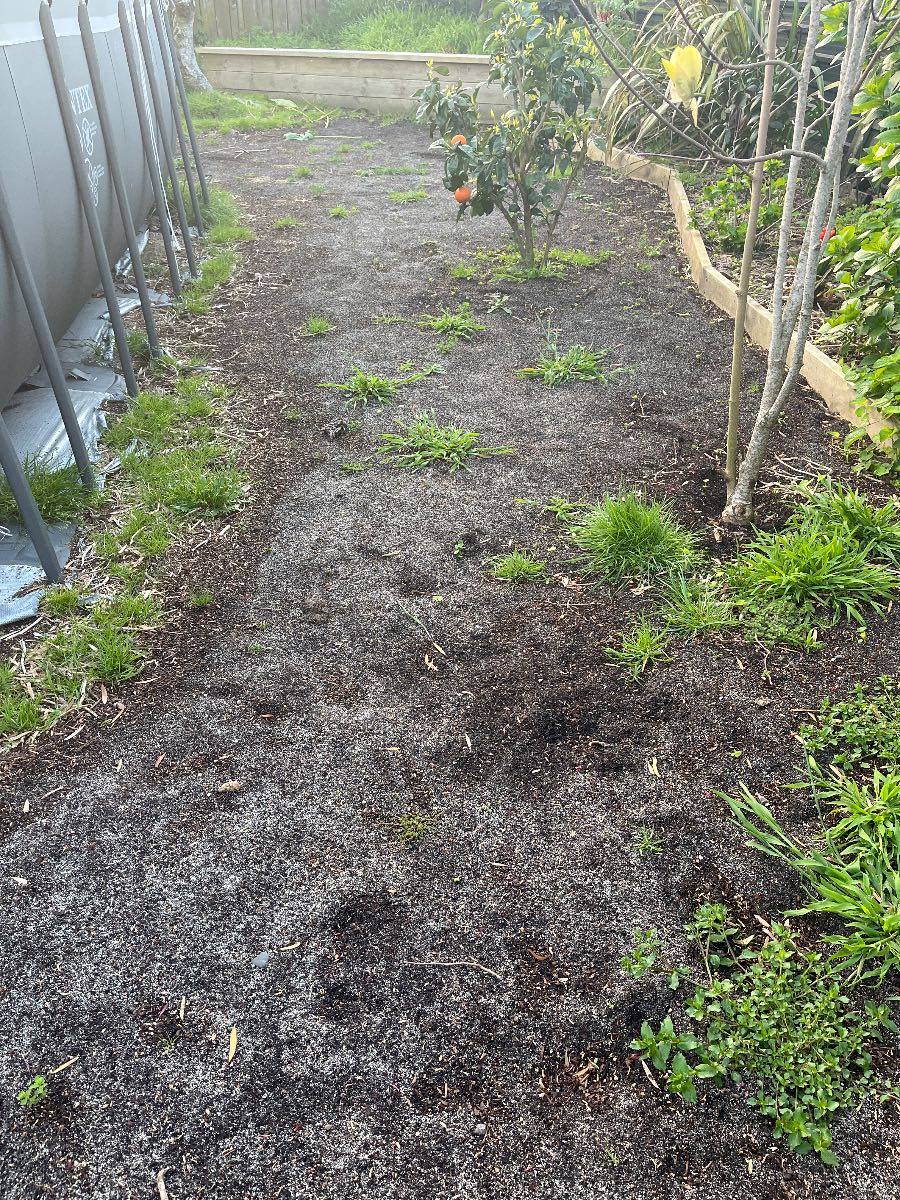 How to prepare and seed a new lawn in spring — image 5
