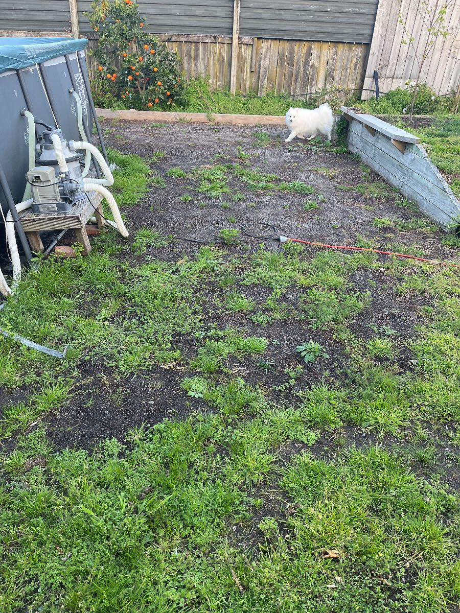 How to prepare and seed a new lawn in spring — image 2