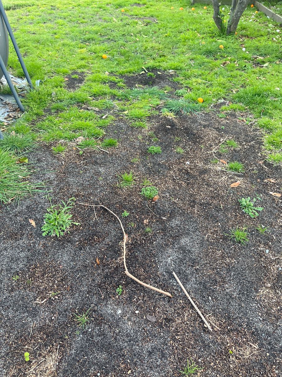 How to prepare and seed a new lawn in spring — image 1