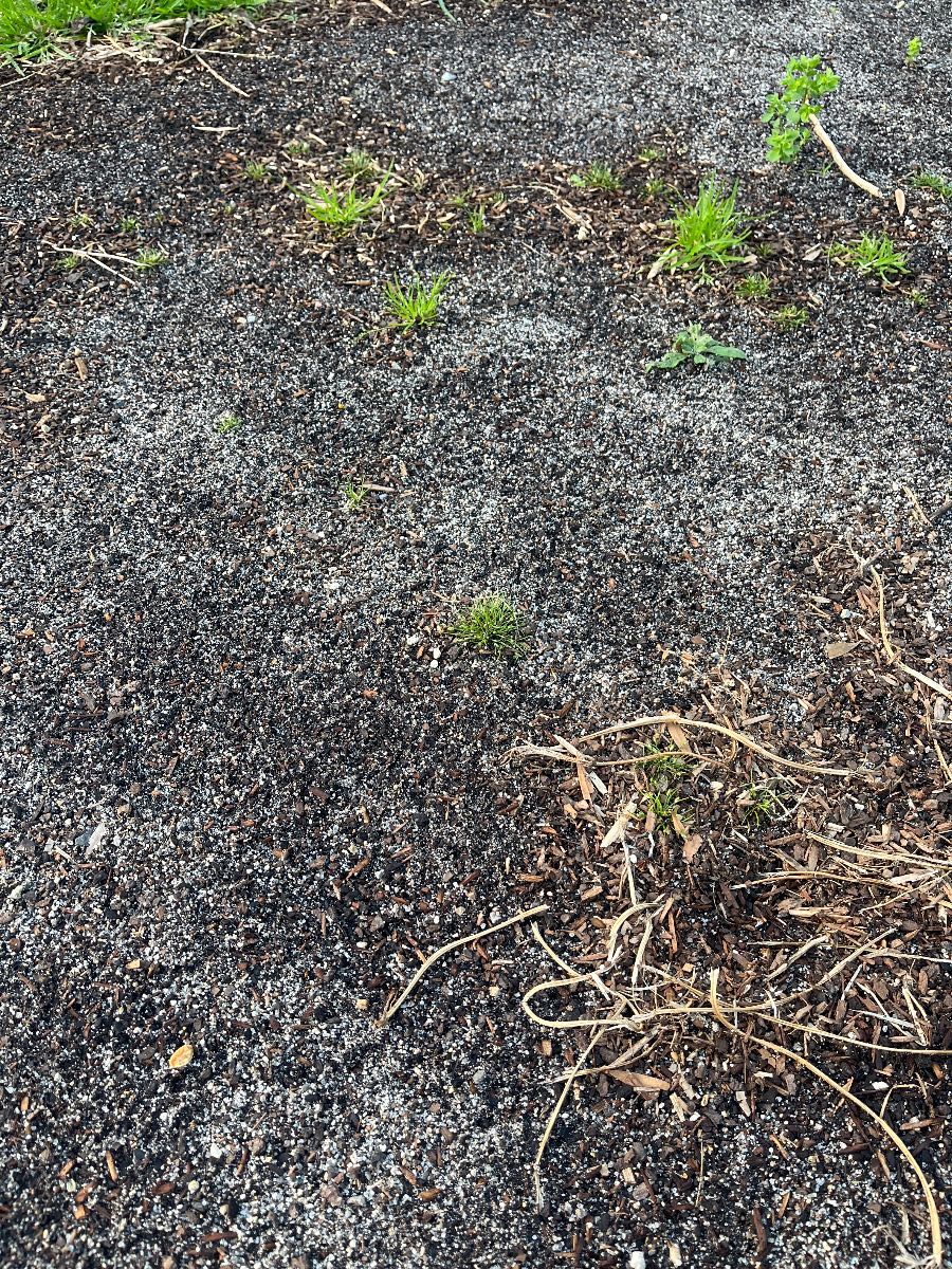 How to prepare and seed a new lawn in spring — image 4