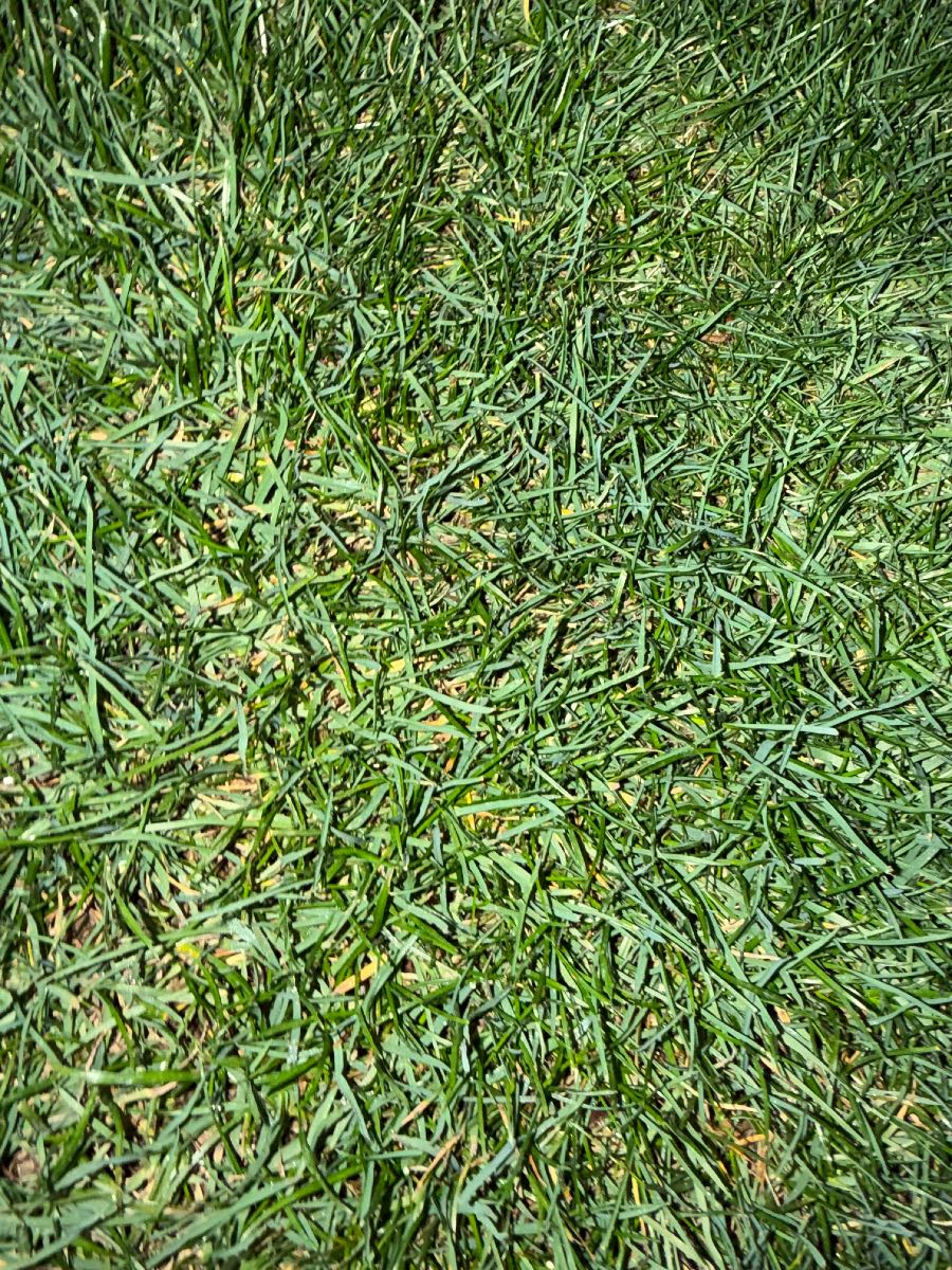 Overseeding with Tall Fescue or MDR ryegrass? — image 1
