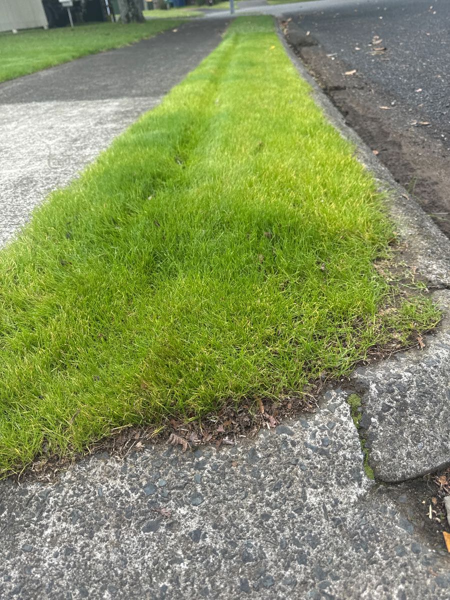 Why is my new lawn turning yellow after seeding in March in New Zealand? — image 2