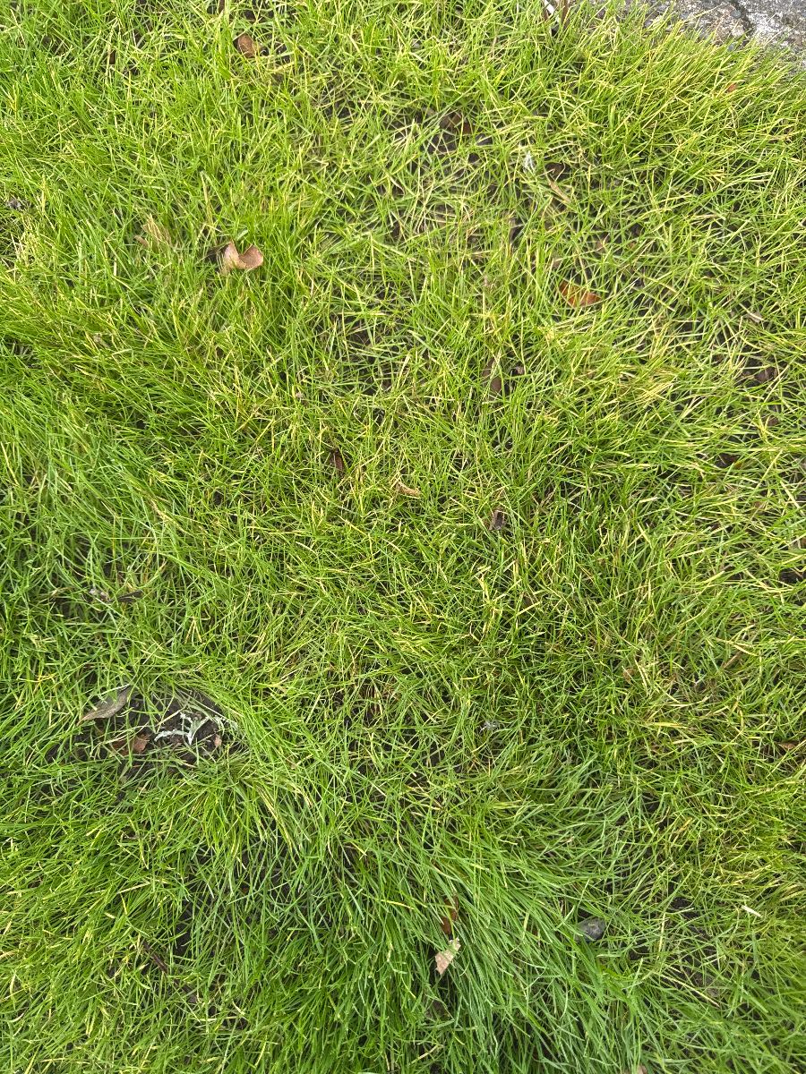 Why is my new lawn turning yellow after seeding in March in New Zealand? — image 1