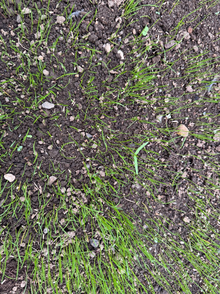 How do I control weeds in my new ryegrass lawn? — image 3