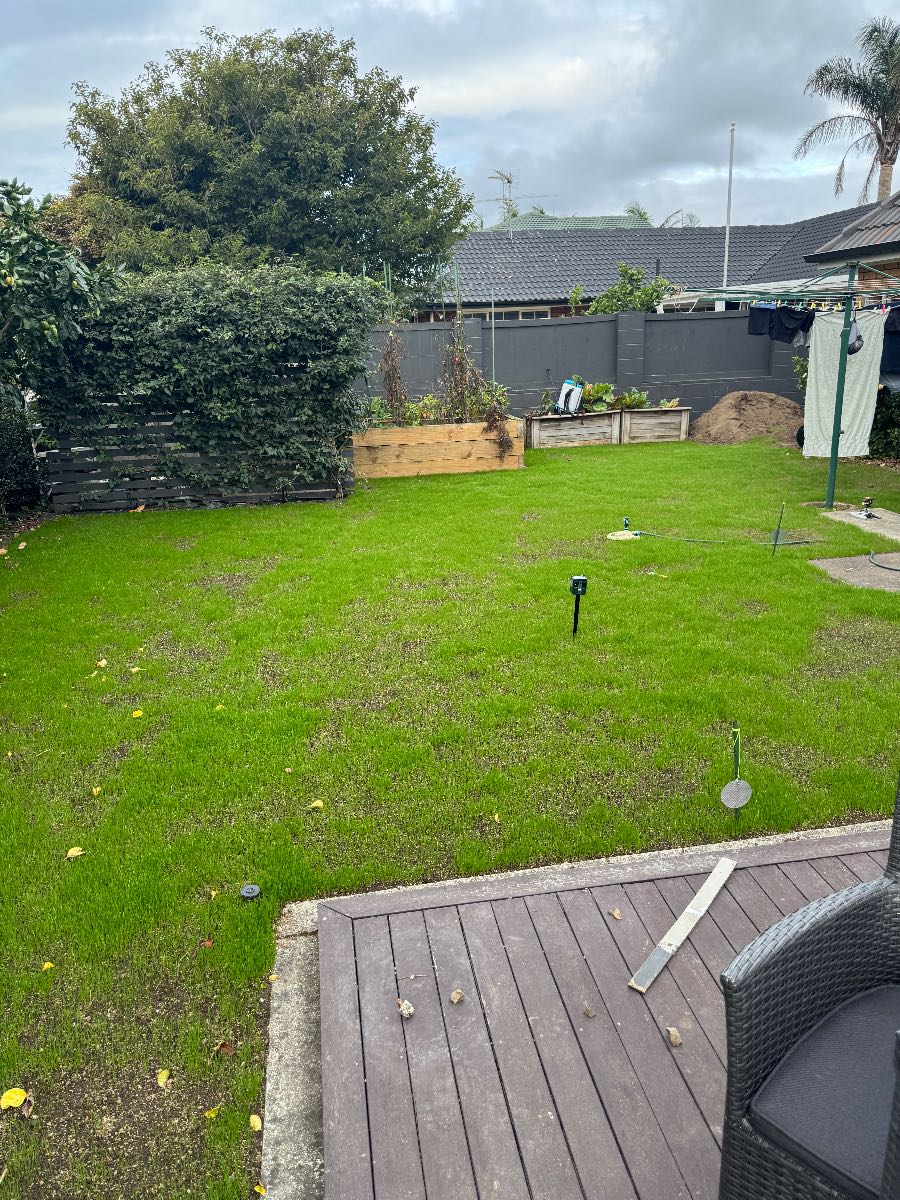 How do I control weeds in my new ryegrass lawn? — image 2