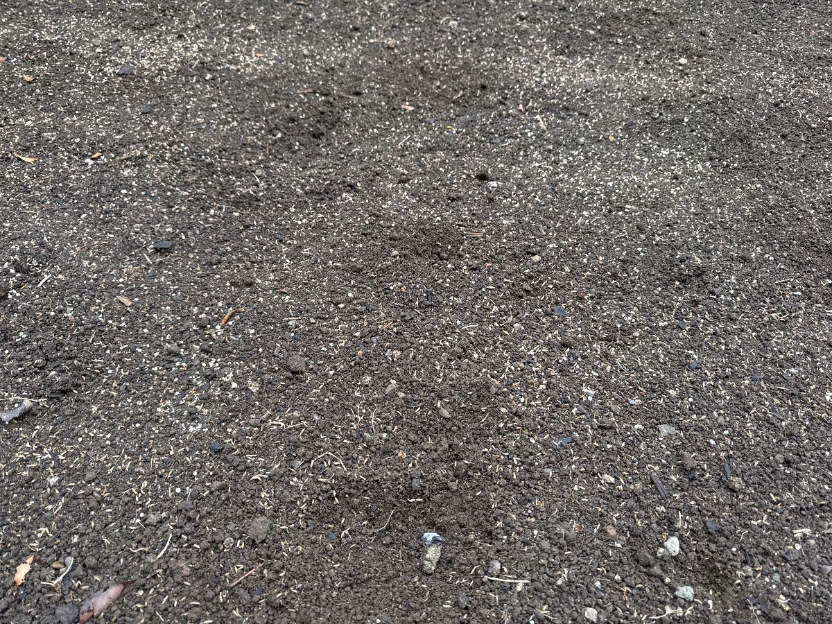 How do I control worms in my lawn? — image 2