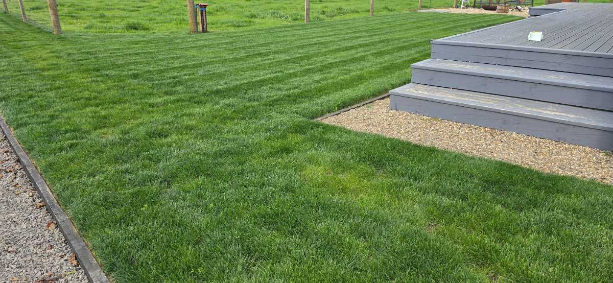 Why isn’t my lawn growing in spots after a lawn renovation? — image 2