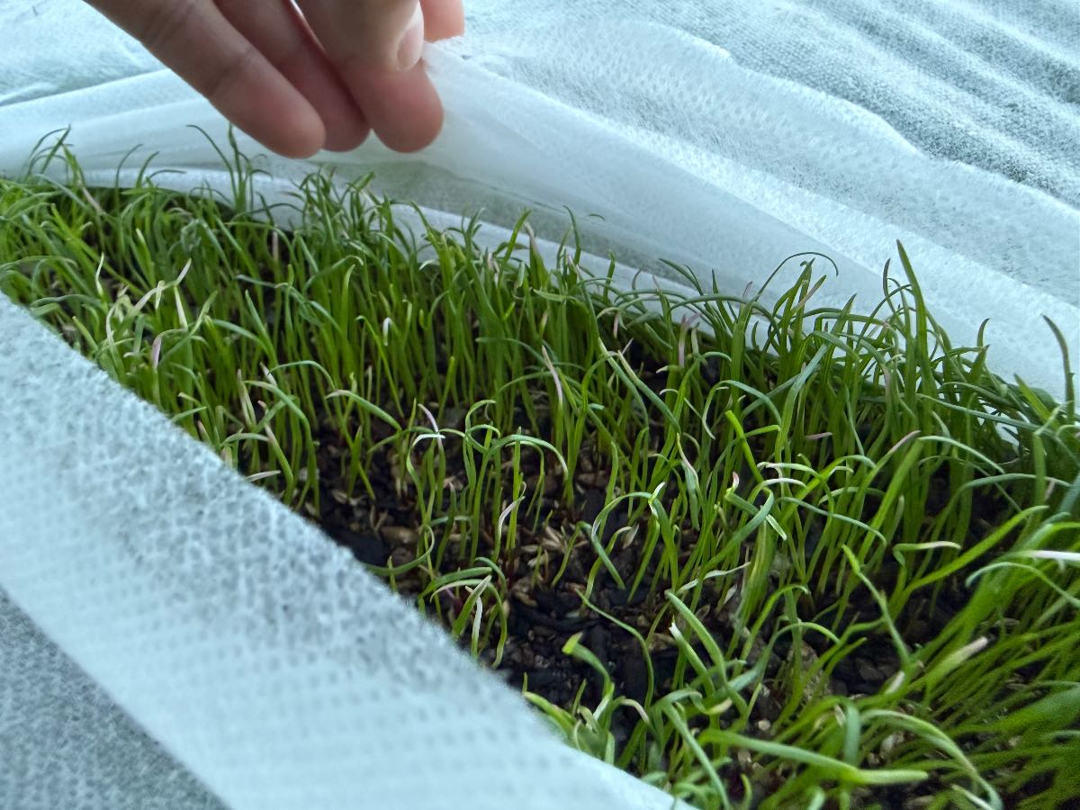 When should I remove the frost cloth off my new lawn? — image 1