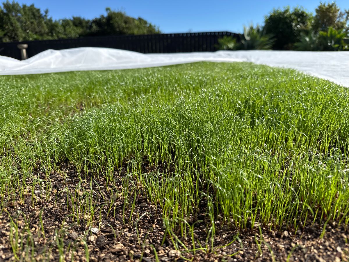 When should I remove the frost cloth off my new lawn? — image 2