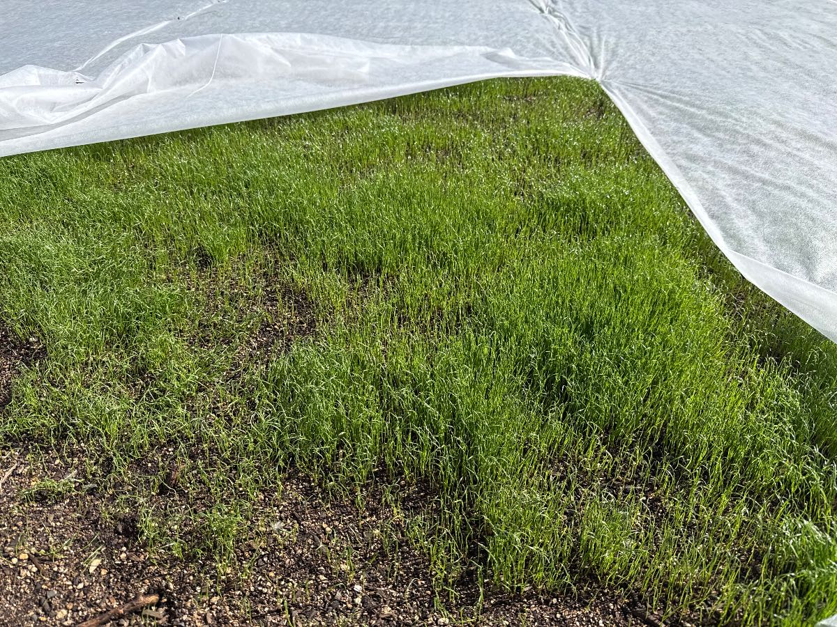When should I remove the frost cloth off my new lawn? — image 3