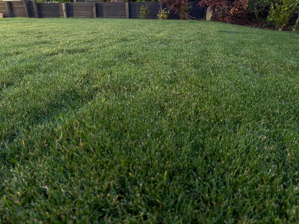Foreign grass? — image 1
