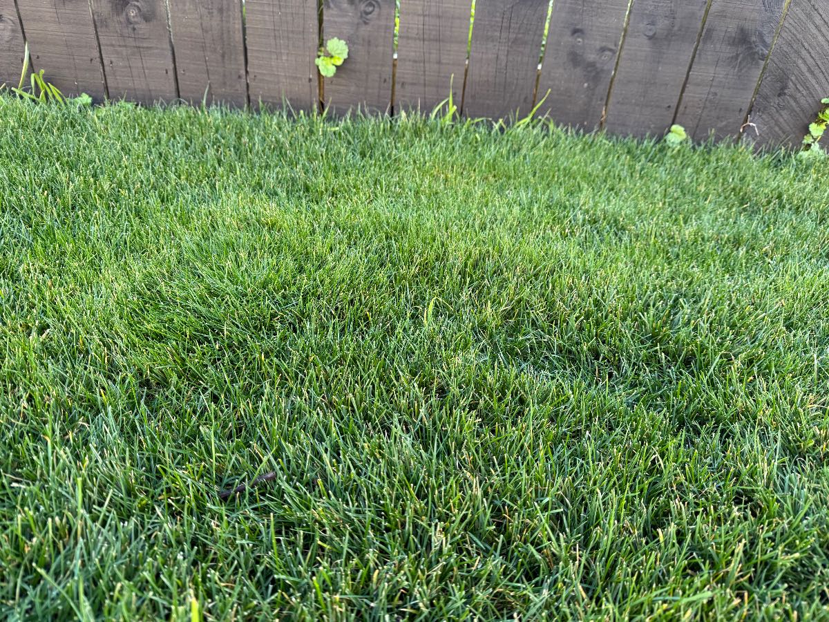Foreign grass? — image 2