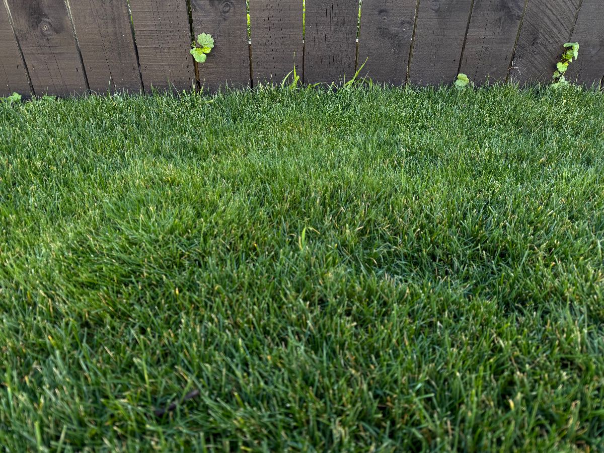 Foreign grass? — image 3