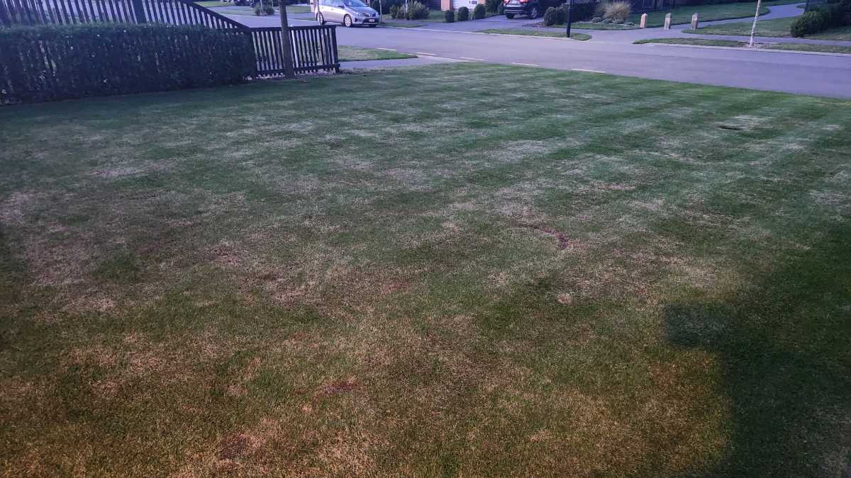 How can I help my lawn recover from a HOC reset? — image 2